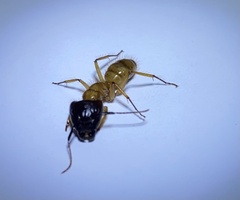 Camponotus atriceps