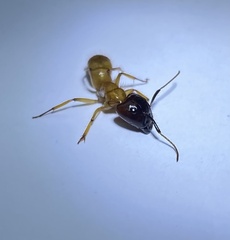 Camponotus atriceps