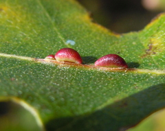Pseudoneuroterus saliens
