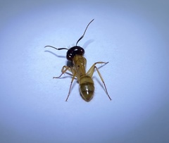Camponotus atriceps