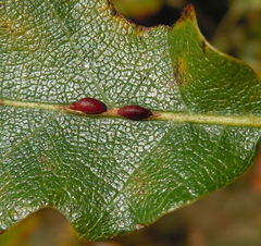 Pseudoneuroterus saliens