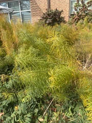 Amsonia hubrichtii