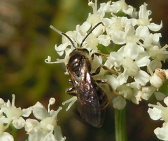 Lasioglossum marginatum