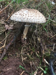 Macrolepiota procera