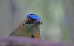 Momotus aequatorialis