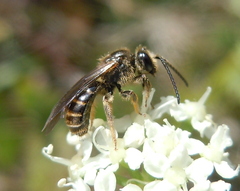 Lasioglossum marginatum