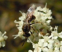 Lasioglossum marginatum