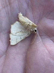 Tetracis jubararia