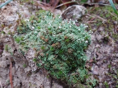 Cladonia peziziformis