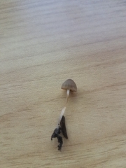 Panaeolus foenisecii
