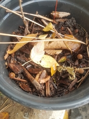 Panaeolus foenisecii