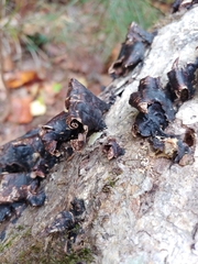 Hymenochaete rubiginosa