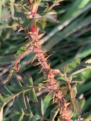 Rosa spinosissima