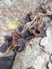 Hymenochaete rubiginosa