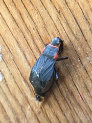 Melacoryphus rubicollis