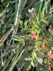 Rosa spinosissima