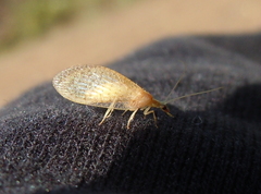 Hemerobius