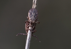 Dermacentor marginatus