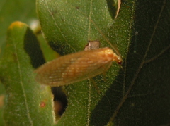 Hemerobius