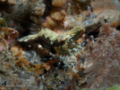 Leander tenuicornis