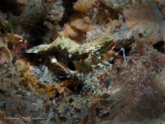 Leander tenuicornis
