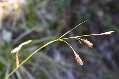 Carex macrogyna
