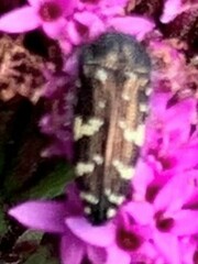 Acmaeodera flavopicta