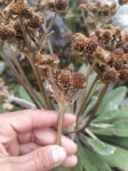 Espeletia corymbosa