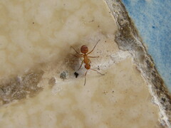 Camponotus rectangularis