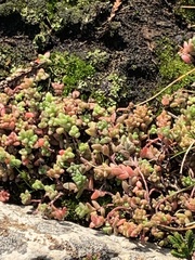 Sedum anglicum