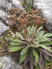 Espeletia corymbosa