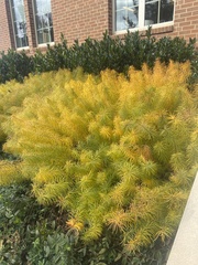 Amsonia hubrichtii