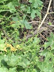 Elgaria multicarinata webbii