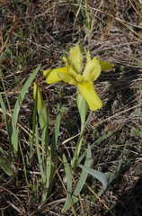 Iris humilis