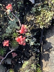 Sedum anglicum