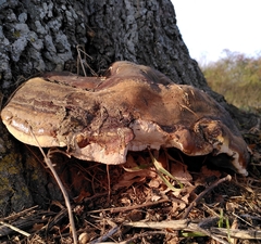 Ganoderma resinaceum