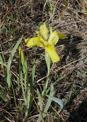 Iris humilis