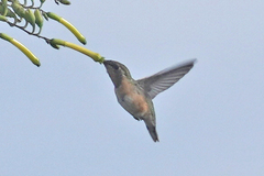 Myrtis fanny