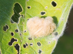 Druon quercusflocci