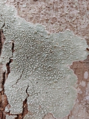 Lecanora strobilina