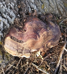 Ganoderma resinaceum