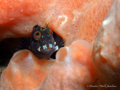 Parablennius marmoreus