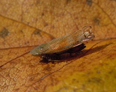 Fieberiella