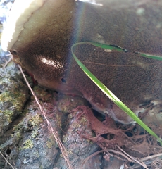 Ganoderma resinaceum
