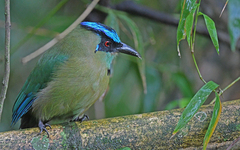 Momotus aequatorialis