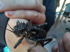 Hetrodes pupus