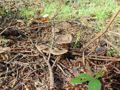 Clitocybaceae