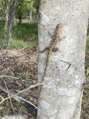 Diporiphora australis