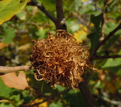 Andricus caputmedusae