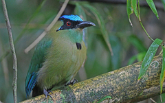Momotus aequatorialis